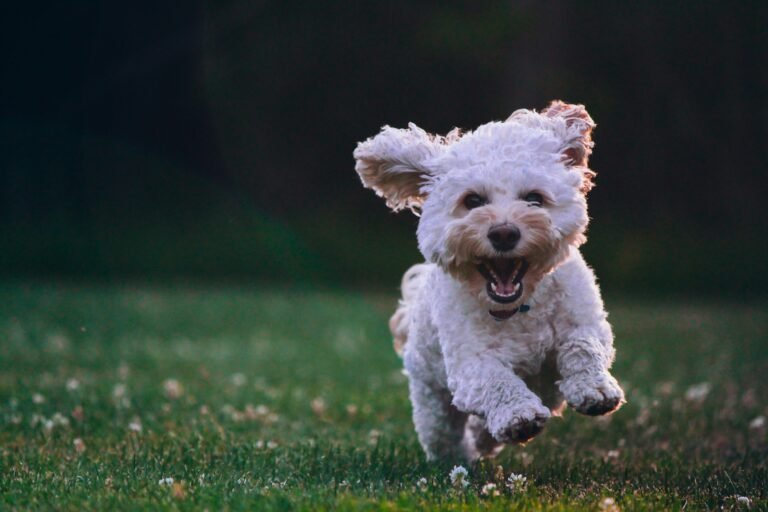 a dog running on grass